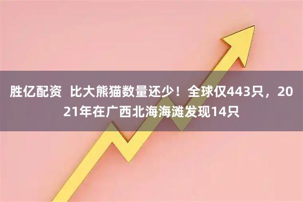 胜亿配资  比大熊猫数量还少！全球仅443只，2021年在广西北海海滩发现14只
