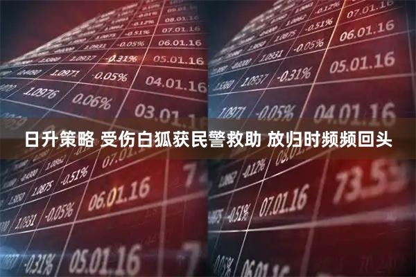 日升策略 受伤白狐获民警救助 放归时频频回头